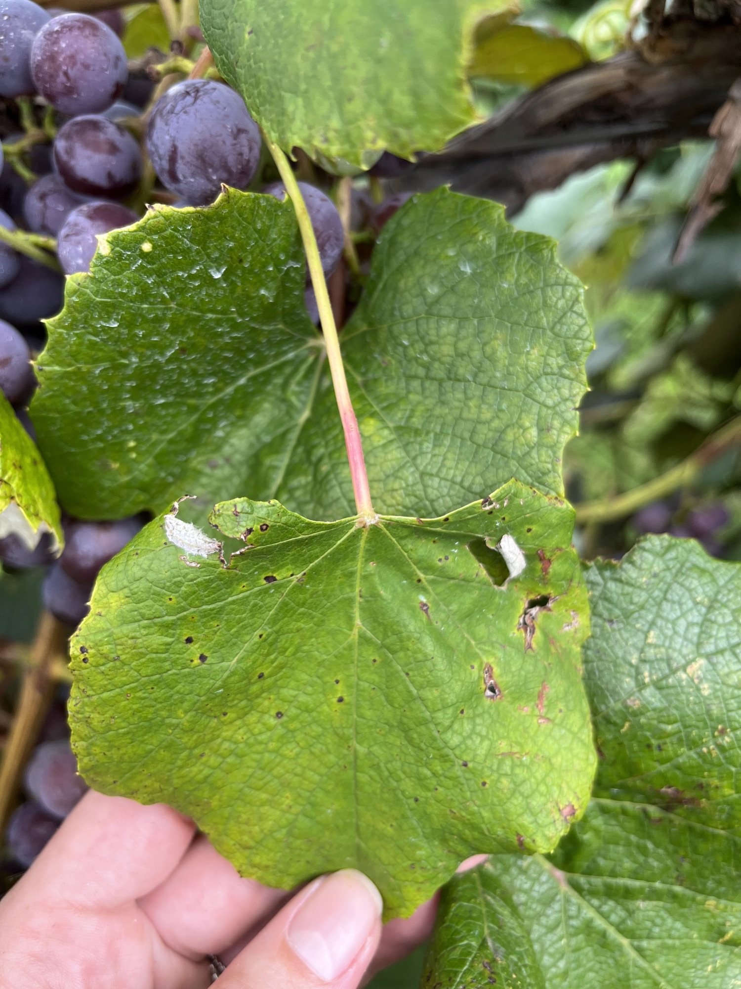 Grape berry moth on grapes.